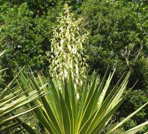 Pépinière Palmaris Yucca aloifolia marginata 