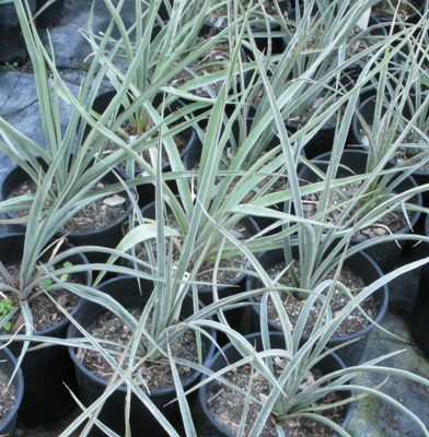 Pépinière Palmaris Yucca arizonica