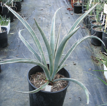 Pépinière Palmaris Yucca baccata