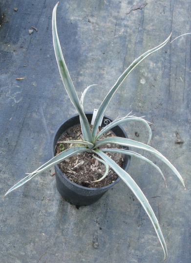 Pépinière Palmaris Yucca baccata