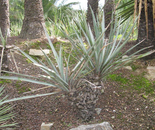 Pépinière Palmaris Yucca baccata bleu