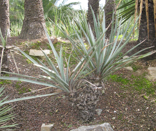 Pépinière Palmaris Yucca baccata bleu