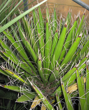 Pépinière Palmaris Yucca carnerosana 