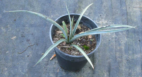 Pépinière Palmaris Yucca carnerosana 