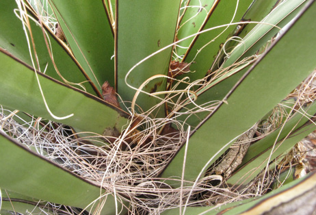 Pépinière Palmaris Yucca carnerosana 