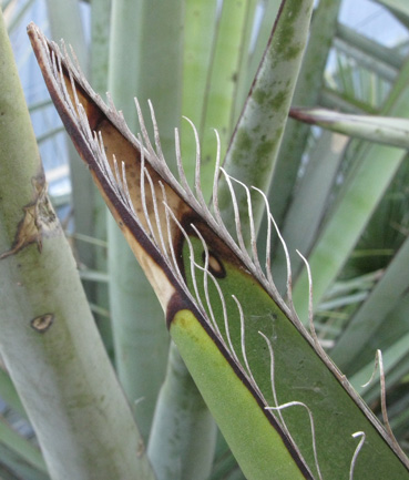 Pépinière Palmaris Yucca carnerosana 