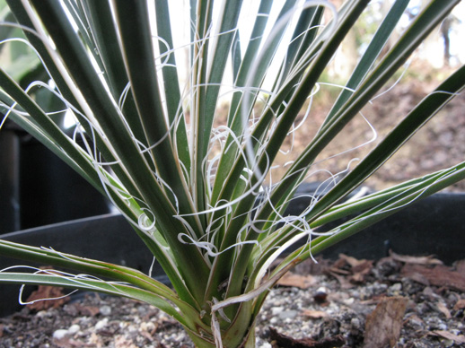 Pépinière Palmaris Yucca constructa