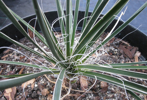 Pépinière Palmaris Yucca contricta