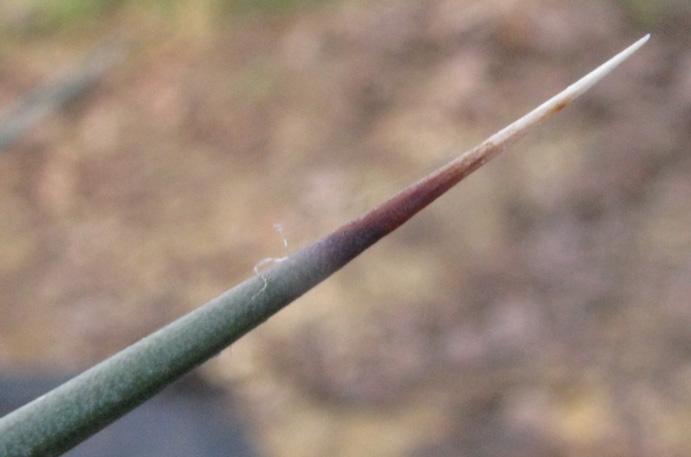 Pépinière Palmaris Yucca decipiens