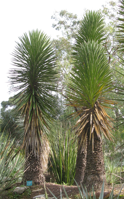 Pépinière Palmaris Yucca decipiens Lalonde