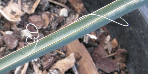 Pépinière Palmaris Yucca decipiens