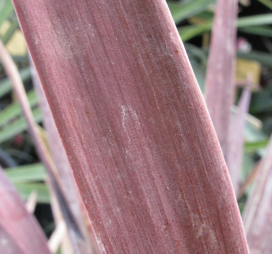 Pépinière Palmaris Yucca desmetiana