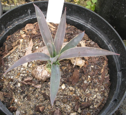 Pépinière Palmaris Yucca desmetiana