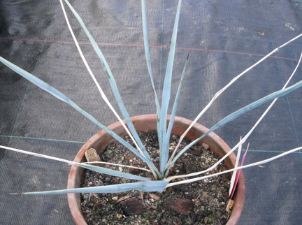 Pépinière Palmaris Yucca elata