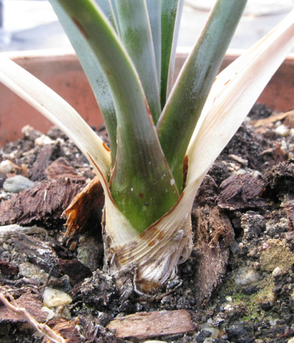 Pépinière Palmaris Yucca elata