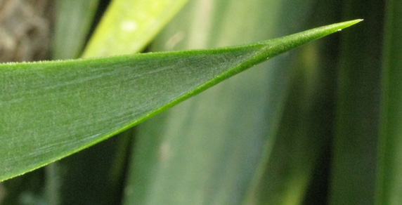 Pépinière Palmaris Yucca elephantipes