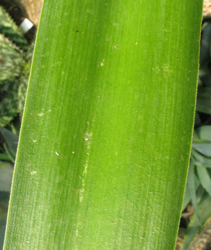 Pépinière Palmaris Yucca elephantipes