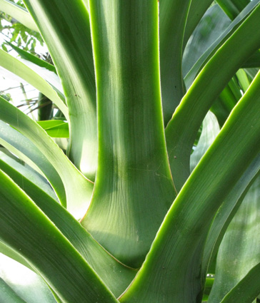 Pépinière Palmaris Yucca elephantipes