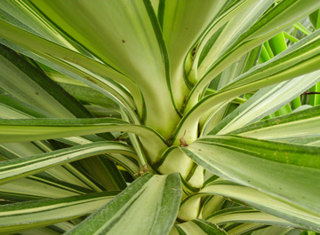 Pépinière Palmaris Yucca elephantipes Jewel 