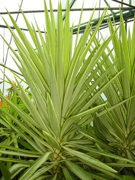 Pépinière Palmaris Yucca elephantipes Jewel 