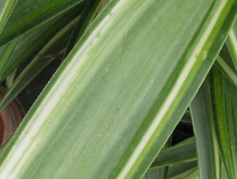 Pépinière Palmaris Yucca elephantipes Jewel 