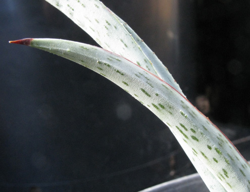 Pépinière Palmaris Yucca endlichiana