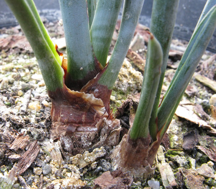 Pépinière Palmaris Yucca endlichiana