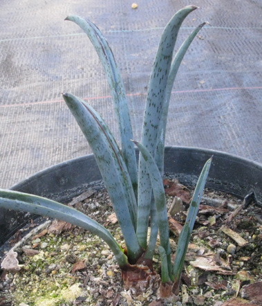 Pépinière Palmaris Yucca endlichiana