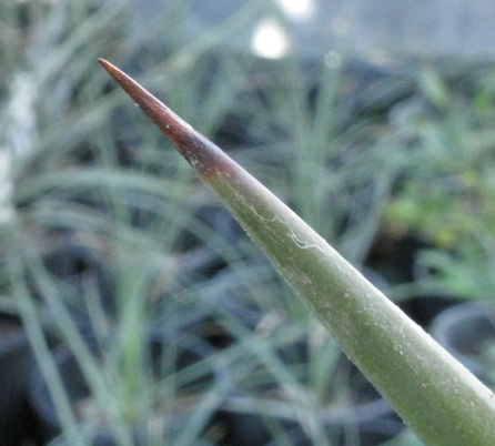 Pépinière Palmaris Yucca faxoniana