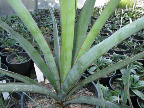 Pépinière Palmaris Yucca faxoniana