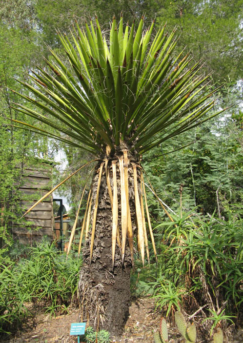 Pépinière Palmaris Yucca faxoniana Lalonde