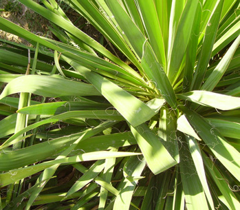 Pépinière Palmaris Yucca filamentosa 