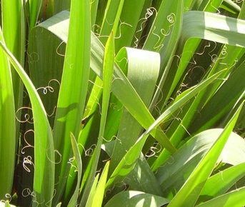 Pépinière Palmaris Yucca filamentosa 