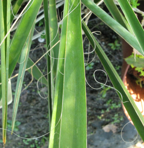 Pépinière Palmaris Yucca filamentosa 