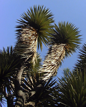 Pépinière Palmaris Yucca australis Kuentz