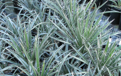 Pépinière Palmaris Yucca australis