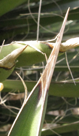 Pépinière Palmaris Yucca australis