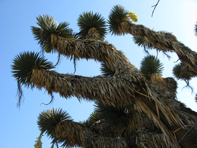 Pépinière Palmaris Yucca australis Kuentz