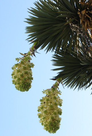 Pépinière Palmaris Yucca australis Kuentz 
