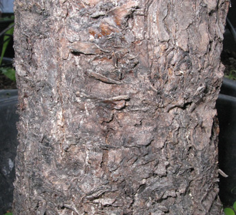 Pépinière Palmaris Yucca australis