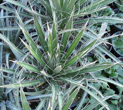 Pépinière Palmaris Yucca australis