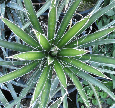 Pépinière Palmaris Yucca australis