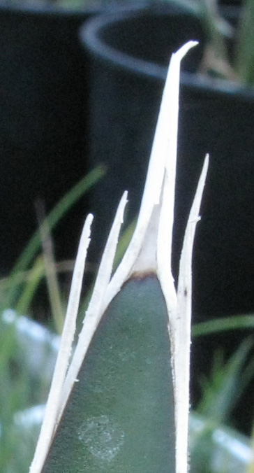 Pépinière Palmaris Yucca australis