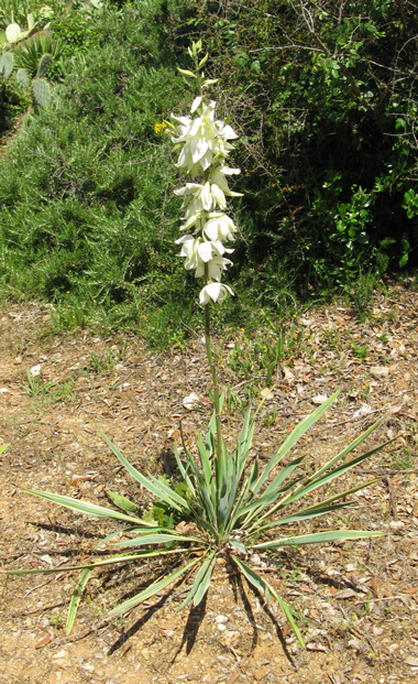 Pépinière Palmaris Yucca flaccida Cactuseraie