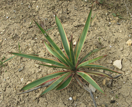 Pépinière Palmaris Yucca flaccida "Garland gold"