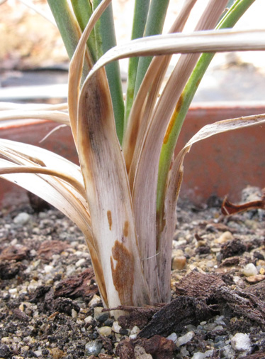 Pépinière Palmaris Yucca glauca