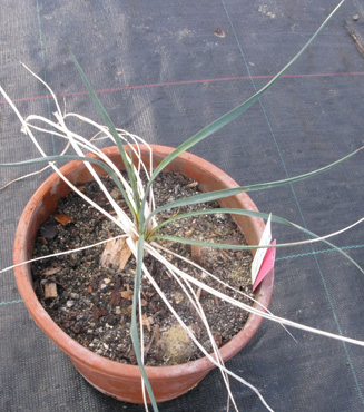 Pépinière Palmaris Yucca glauca