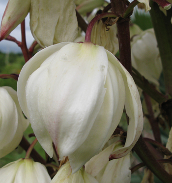 Pépinière Palmaris Yucca gloriosa