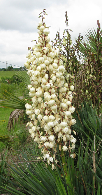 Pépinière Palmaris Yucca gloriosa