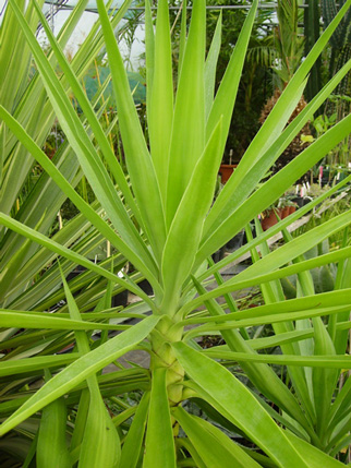 Pépinière Palmaris Yucca guatemalensis 